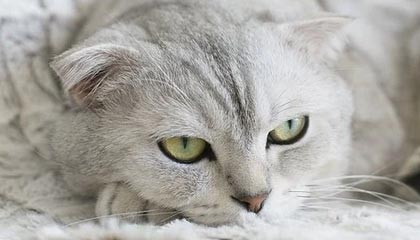 必赢网站：体验至上的新型娱乐平台