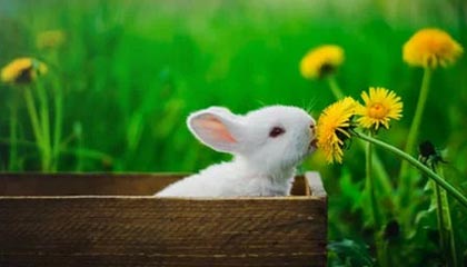 必赢网站：体验至上的新型娱乐平台